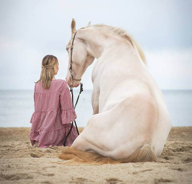 I Love Roses - Albino Team Equine Behavior and Training